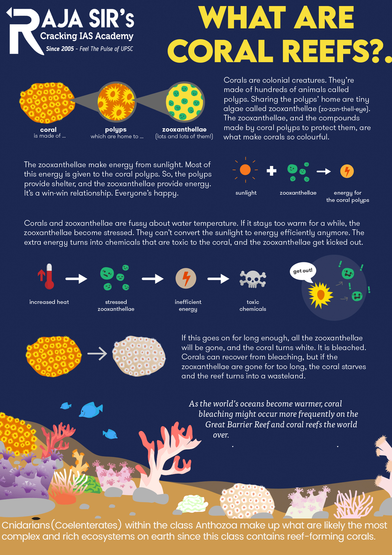 Coral reefs are built by coral polyps as they secrete layers of calcium carbonate beneath their bodies. The corals that build reefs are known as &ldquo;hard&rdquo; or &ldquo;reef-building&rdquo; corals. Soft corals, such as sea fans and sea whips, do not produce reefs. The calcium carbonate that is created by hard corals provides a foundation for baby corals to settle upon, and if the local threats to coral reefs are limited, then the corals will build up over time and create a healthy, vibrant coral reef. Other types of animals and plants also contribute to the structure of coral reefs. Many types of algae, seaweed, sponges, sediment, and even mollusks like giant clams and oysters add to the architecture of coral reefs. When these organisms die, they also serve as foundations for new corals