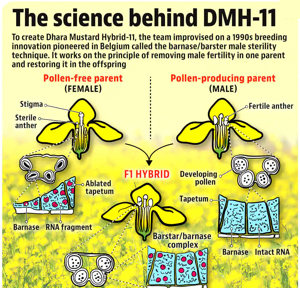 The debate over the use of&nbsp;genetically modified cropsis raging again, with familiar&nbsp;arguments and objections&nbsp;being made. Recently, the government had cleared the&nbsp;&lsquo;environmental release&rsquo; of a genetically modified (GM) variety of mustard, DMH-11, developed by the&nbsp;Centre for Genetic Manipulation of Crop Plants (CGMCP)&nbsp;at Delhi University.&nbsp;&lsquo;Environmental release&rsquo;, involving&nbsp;seed production&nbsp;and&nbsp;field testing, is the&nbsp;final step&nbsp;before the crop can be cultivated by farmers. The government decision was met with expected opposition from activists who oppose&nbsp;any use of GM technology in agriculture. Predictably, the matter has reached the courts.&nbsp;On previous occasions, this has ended with the decision being put on indefinite hold. Previous attempt In fact,&nbsp;DMH-11had reached quite close to being approved for&nbsp;environmental release in 2017&nbsp;as well, but then had to be stopped under pressure from activists and NGOs. The decision to revisit this issue has come in&nbsp;the wake of steadily rising import bills on edible oils. The availability of mustard,&nbsp;commonly used affordable cooking oil, has emerged, more than ever before, as a&nbsp;food security issue. Increased yields of mustard can reduce the dependence on other countries for a critical food item, as well as&nbsp;save foreign currency worth tens of billions of dollars every year. In fact, the government is&nbsp;treating mustard as a special case among all the GM crops awaiting approval. It has maintained that approving the mustard variety would not mean opening the floodgates for all other transgenic crops. In the case of mustard,&nbsp;there is a compelling economic and food security argument, which puts it in a separate category. There has been no movement, for example, on&nbsp;Bt brinjal, which, like DMH-11, has passed all the safety tests and regulatory processes, but whose release has been on&nbsp;hold since 2010. Activists, however, not just dispute the&nbsp;ability of GM mustard to increase yield, but question&nbsp;biosafety dataand claim that&nbsp;it will harm human and soil health, cause&nbsp;environmental damage, and&nbsp;threaten the existence of other species, like&nbsp;honeybees. These arguments are in line with the opposition to genetically modified crops in general.