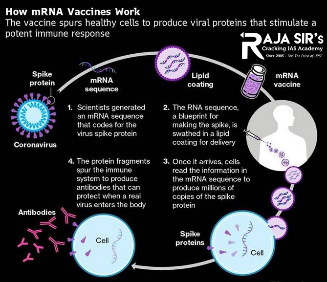 Vaccines help prevent infection by preparing the body to fight foreign invaders (such as bacteria, viruses, or other pathogens). All vaccines introduce into the body a harmless piece of a particular bacteria or virus, triggering an immune response. Most vaccines contain a weakened or dead bacteria or virus. However, scientists have developed a new type of vaccine that uses a molecule called messenger RNA (mRNA) rather than part of an actual bacteria or virus. Messenger RNA is a type of RNA that is necessary for protein production.  Once cells finish making a protein, they quickly break down the mRNA. mRNA from vaccines does not enter the nucleus and does not alter DNA. mRNA vaccines work by introducing a piece of mRNA that corresponds to a viral protein, usually a small piece of a protein found on the virus&rsquo;s outer membrane. (Individuals who get an mRNA vaccine are not exposed to the virus, nor can they become infected with the virus by the vaccine.) By using this mRNA, cells can produce the viral protein. As part of a normal immune response, the immune system recognizes that the protein is foreign and produces specialized proteins called antibodies. Antibodies help protect the body against infection by recognizing individual viruses or other pathogens, attaching to them, and marking the pathogens for destruction. Once produced, antibodies remain in the body, even after the body has rid itself of the pathogen, so that the immune system can quickly respond if exposed again. If a person is exposed to a virus after receiving mRNA vaccination for it, antibodies can quickly recognize it, attach to it, and mark it for destruction before it can cause serious illness.