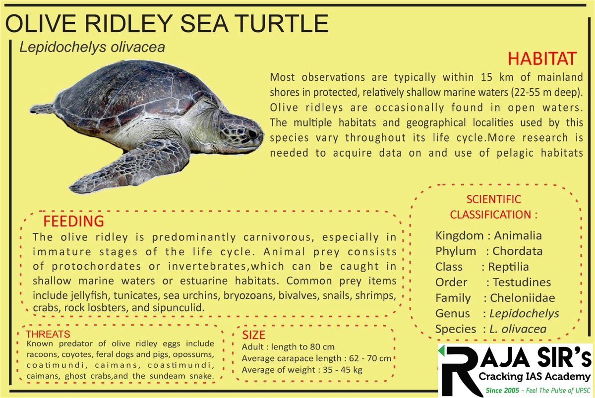 Olive Ridley Turtles are the smallest sea turtles found in India. Olive Ridley Turtles are the smallest sea turtles found in the world. These turtles goy their name from olive-colored carapace. Olive Ridley Turtles are popular for their mass nesting known as Arribada, in which thousands of females gather on the same beach to lay their eggs.