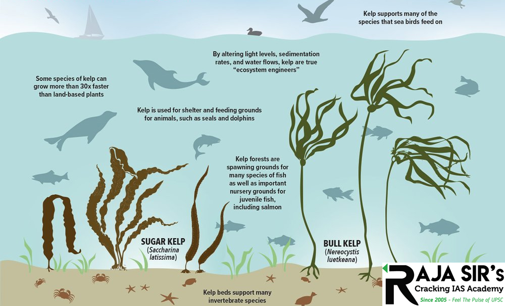 Kelp forests  Kelp are&nbsp;large brown algae These are&nbsp;underwater ecosystems&nbsp;found in&nbsp;cool,&nbsp;nutrient rich,&nbsp;shallow waters&nbsp;that are&nbsp;close to the shore Many organisms use the&nbsp;thick blades&nbsp;as a safe shelter for their young from predators or even rough storms.