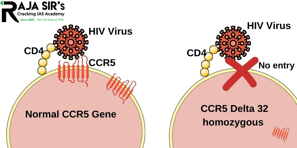 Cysteine-cysteine chemokine receptor 5 (CCR5) is a protein on the surface of white blood cells that are involved in the immune system as it acts as a receptor for chemokines. 