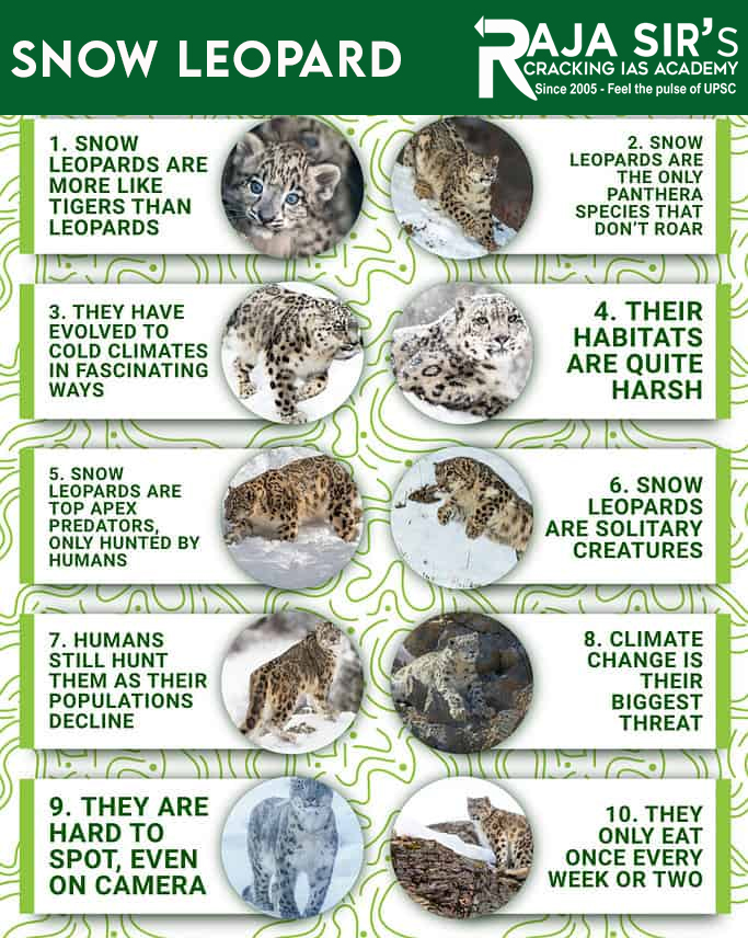 Snow Leopards Are More Like Tigers Than Leopards