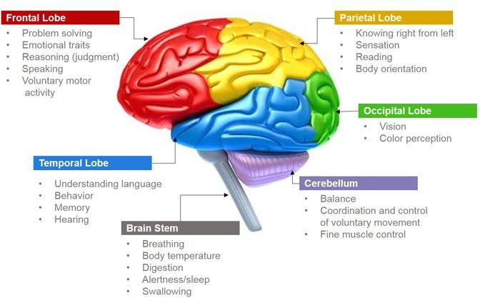 brain functions