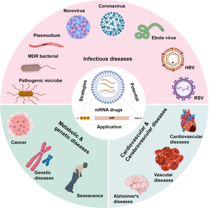 Therapeutic use of messenger RNA (mRNA) 