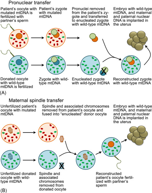 Mitochondrial Replacement Techniques