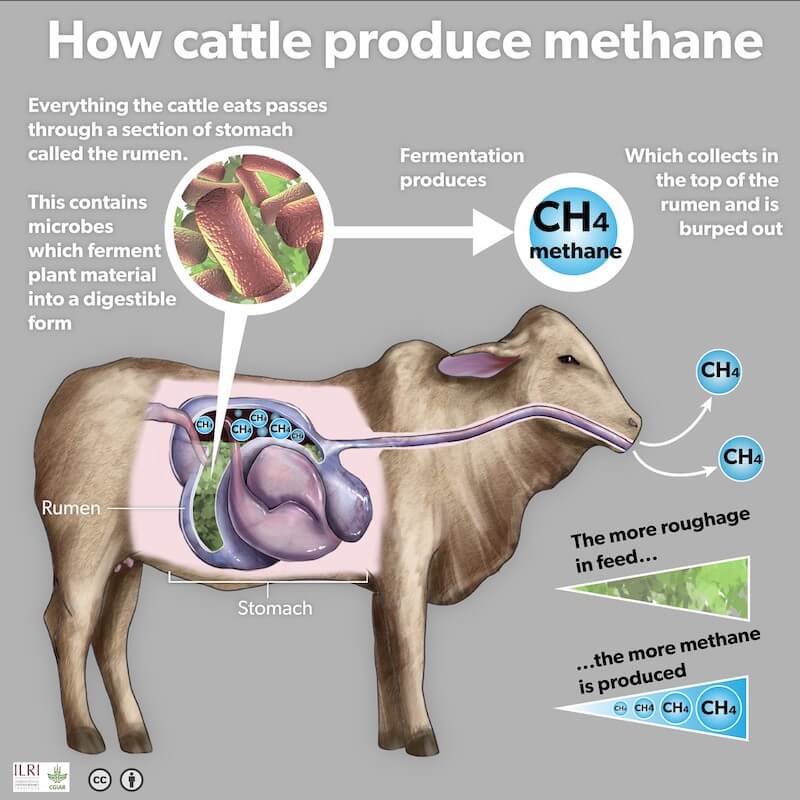 cATTLE METHANE
