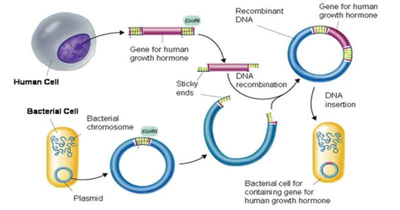 recombinant dna technology
