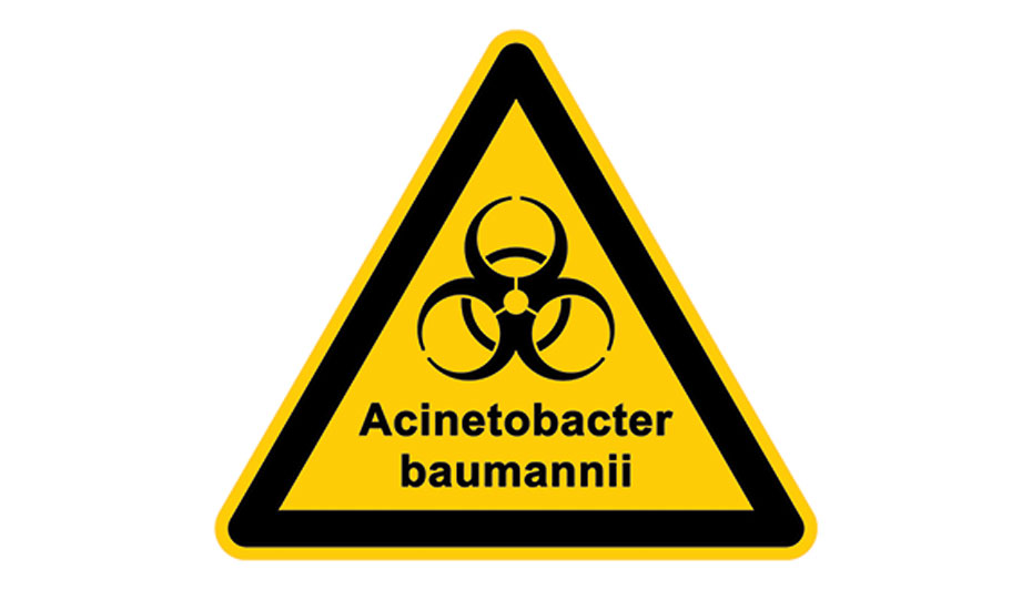Acinetobacter baumannii&nbsp;