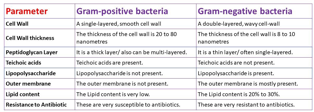 GRAM POSITIVE GRAM NEGATIVE DIFFERENCES