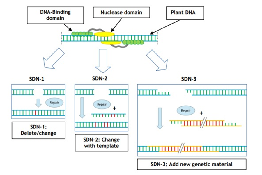 Genome editing and Genetically modified organisms&nbsp;