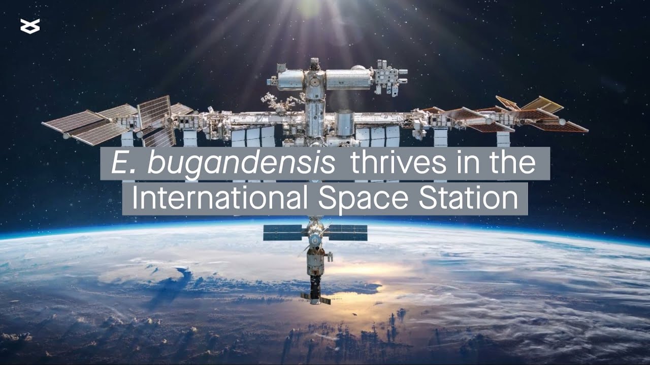 Enterobacter bugandensis&nbsp;