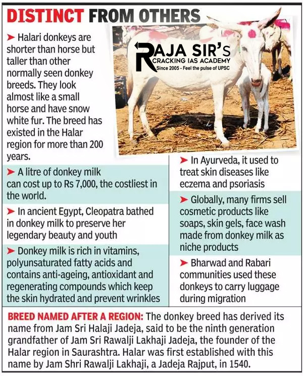 &nbsp;Halari donkeys are&nbsp;endangered, with a population of&nbsp;fewer than 500.&nbsp;