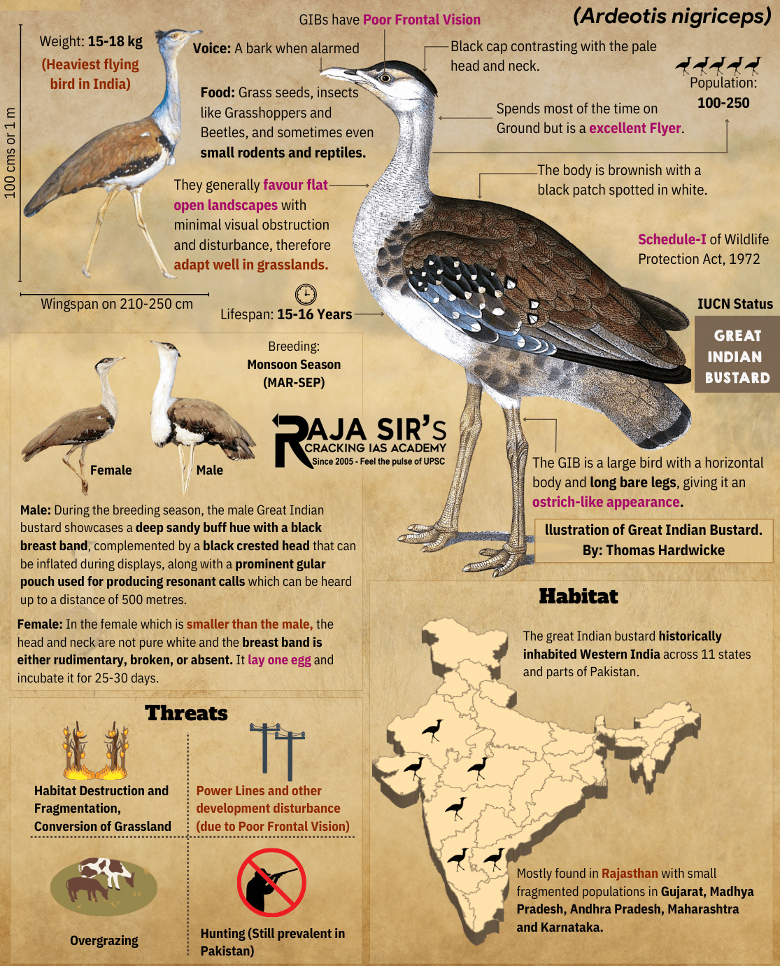 Great Indian Bustard&nbsp;(Ardeotis nigriceps)