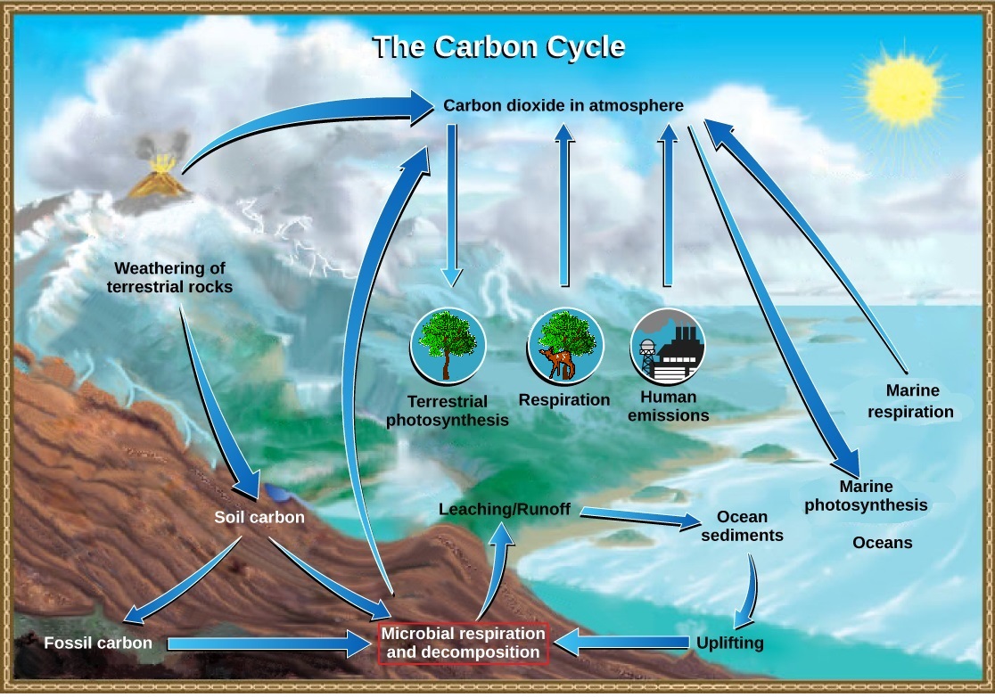 the Carbon Cycle