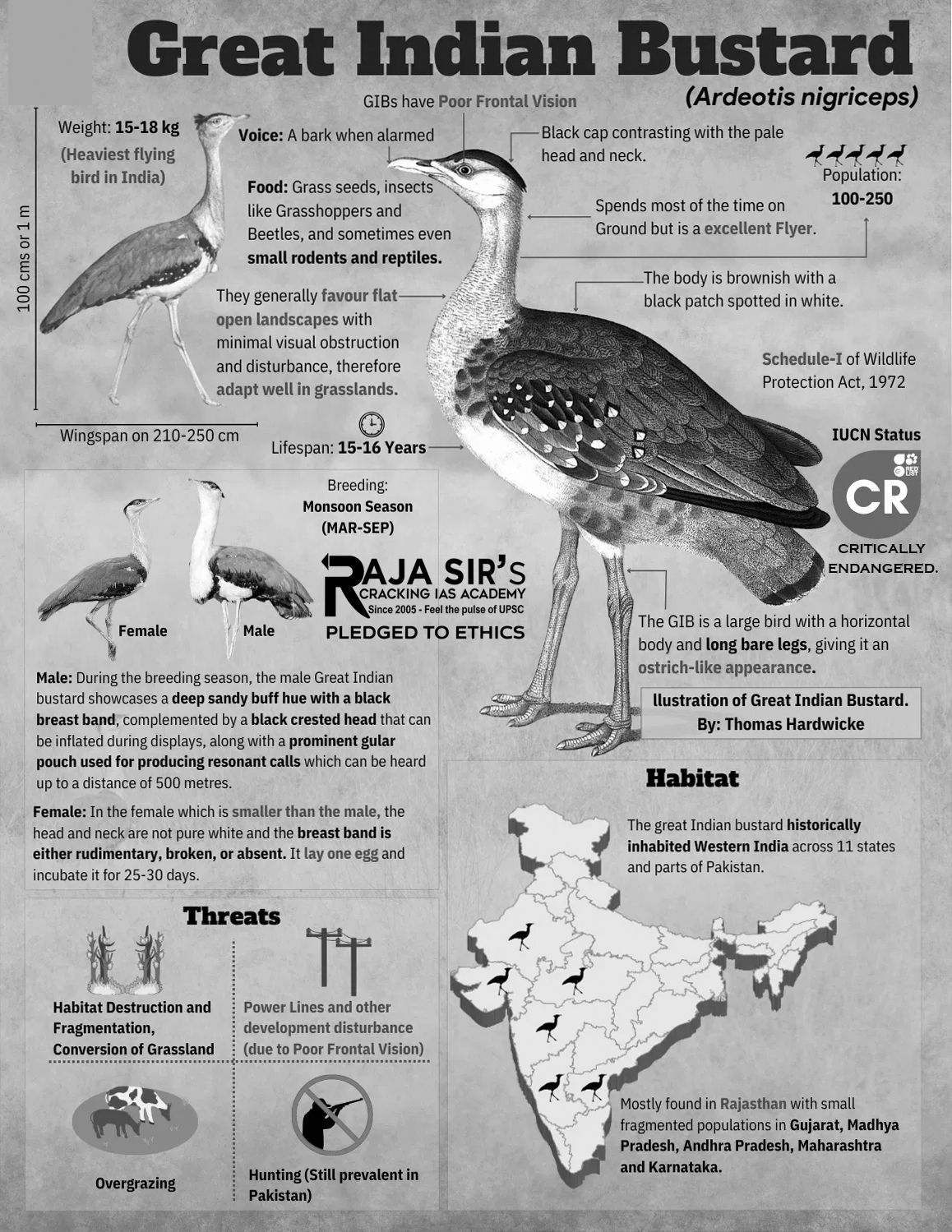 Great Indian bustarD