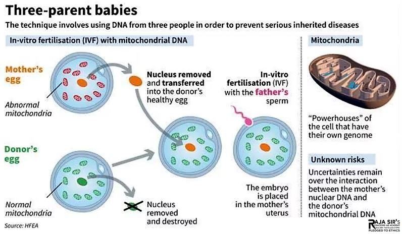 mitochondrial donation