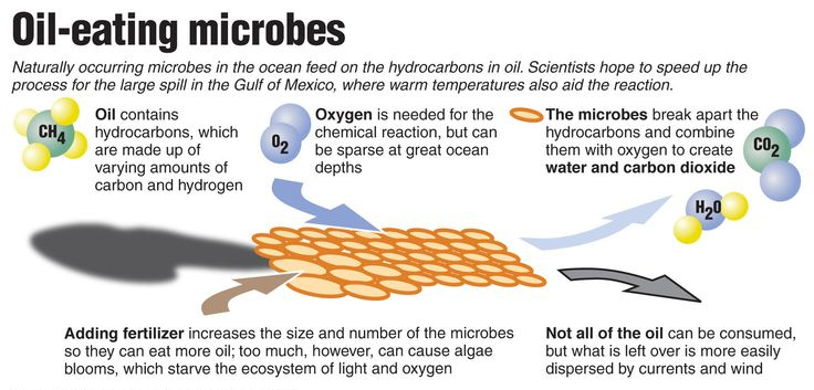 bioremediation of oils