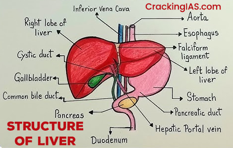 Structure of Liver