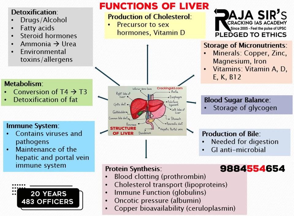 Structure and Functions of Liver