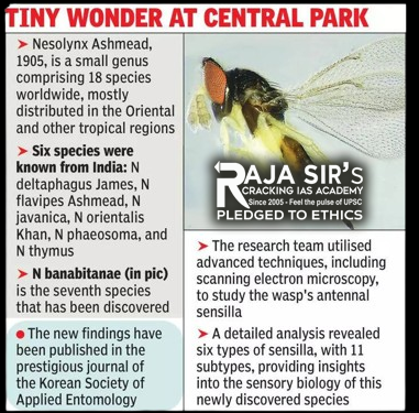 Nesolynx banabitanae Wasp upsc