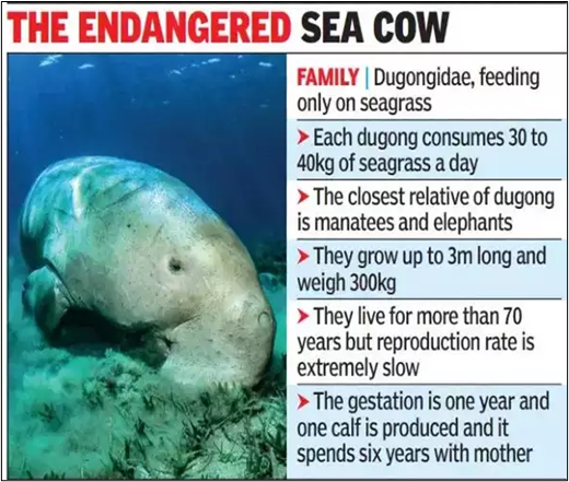 Dugongs