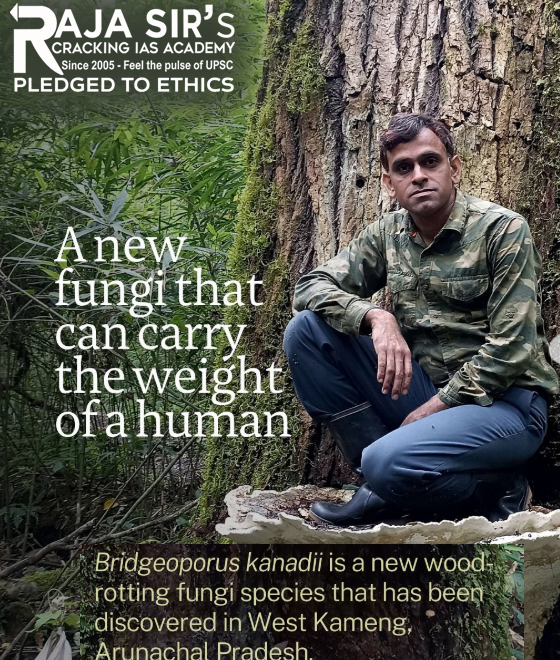 Fungus&nbsp;Bridgeoporus kanadii