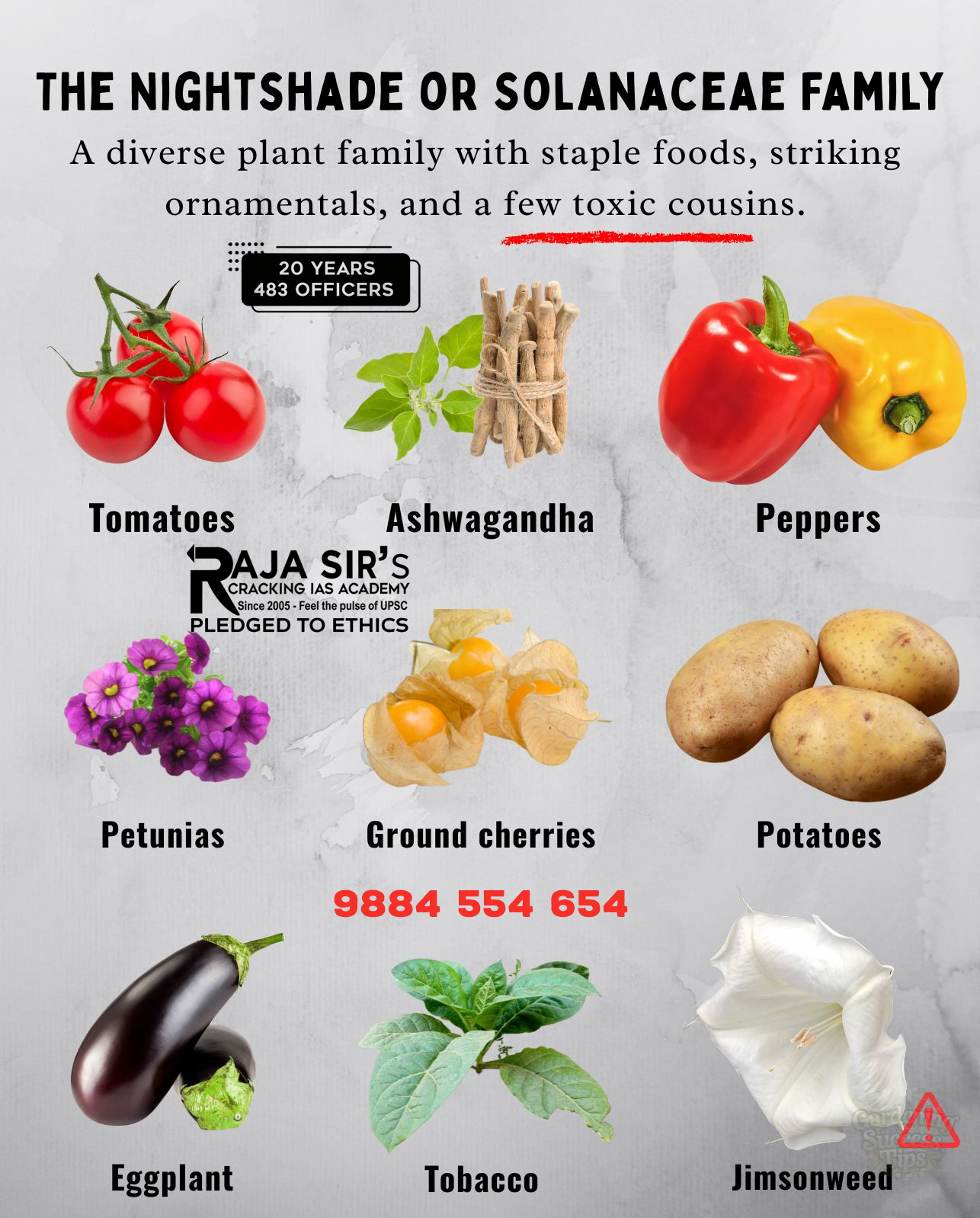 Nightshade (Solanaceae) Family