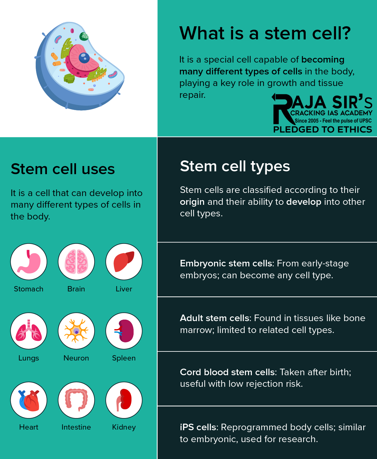 Stem Cells types