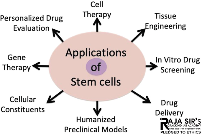Stem Cells uses